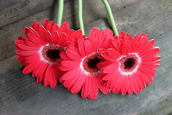 Tre fiori di gerbera Foto Stock Royalty Free