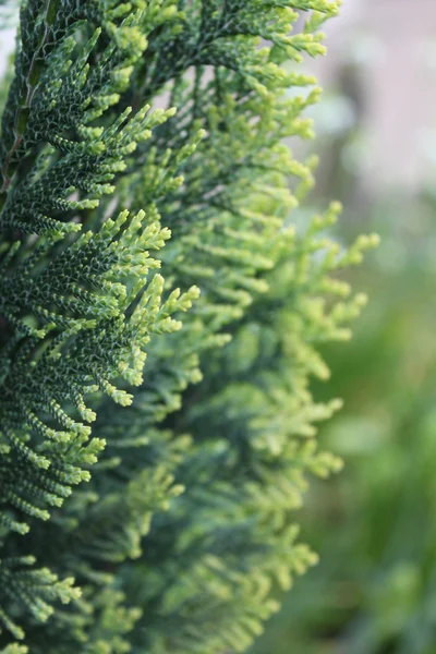 stock image Green twig of the fir