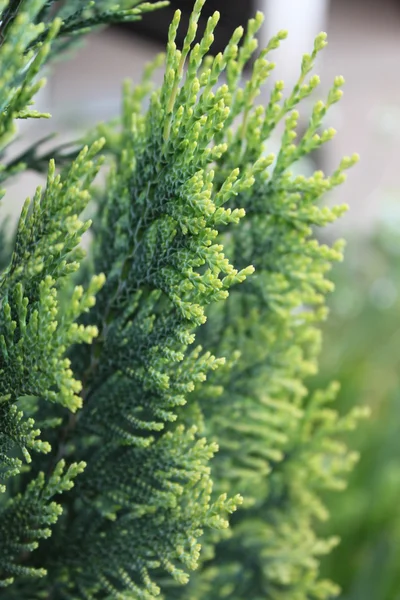 stock image Green twig of the fir