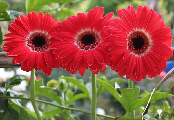 Three flowers gerberas — Stock Photo, Image