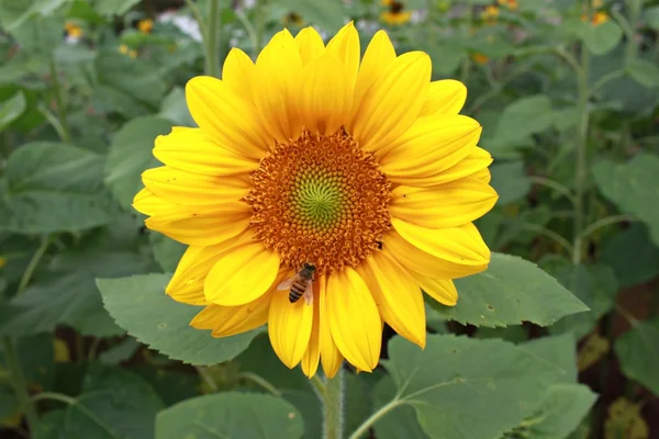 Albine pe floarea-soarelui — Fotografie, imagine de stoc