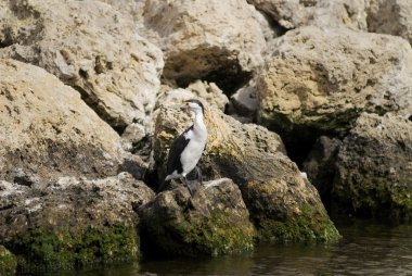 Cormorant clipart