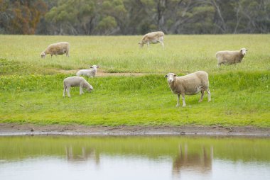 Baraj tarafından otlayan koyunlar