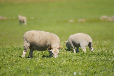 Sheep grazing in a grassy field