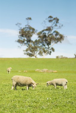 Ewe and Lamb Grazing in Grazing in Grassy Field