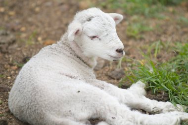 Young Lamb Resting in a Field