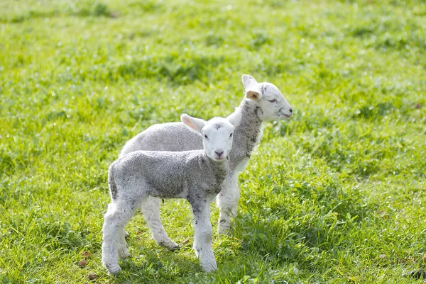 Deux agneaux nouveau-nés mignons — Photo