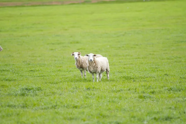 Two Sheep in a Grassy Field — Stock Photo, Image