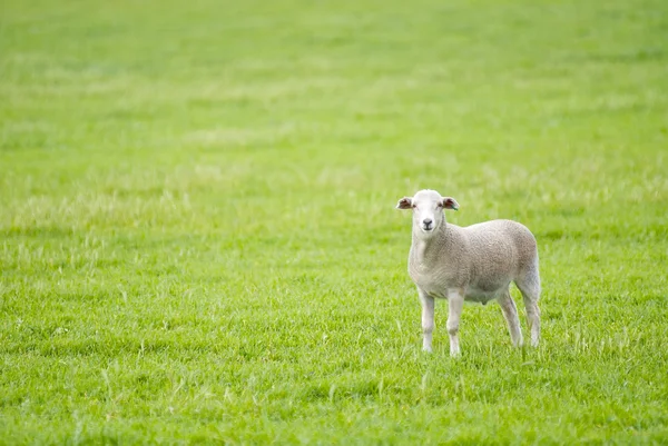 Lamb in a Grassy Paddock — Stok fotoğraf