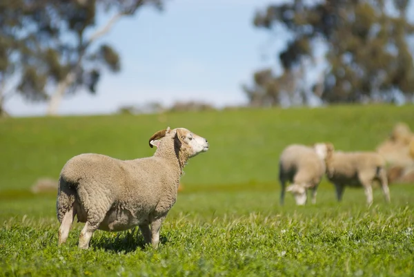Sheep in a Grassy Field — Stock Photo, Image