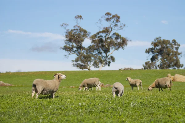 Sheep Grazing in Grassy Paddock — Stock Photo, Image