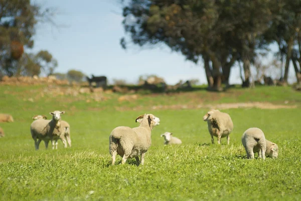 Weidende Schafe in einer grasbewachsenen australischen Koppel — Stockfoto
