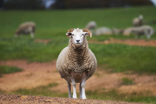 Sheep Staring — Stock Photo, Image