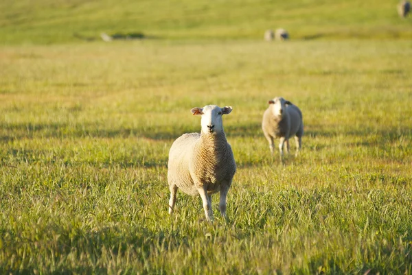 Овцы в поле, смотрящие в камеру — стоковое фото