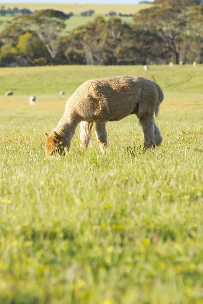 Альпака пастбище в поле — стоковое фото