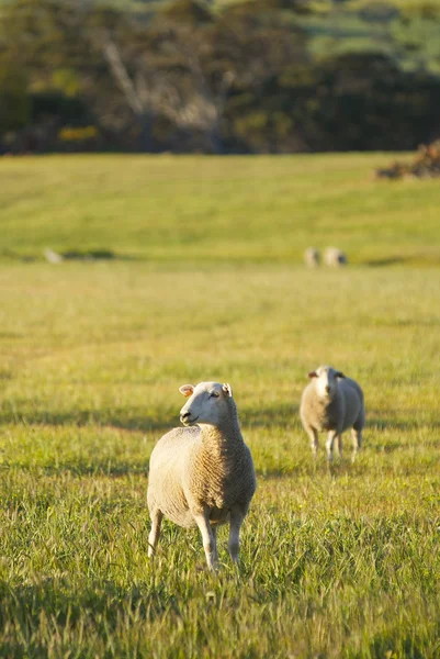 Sheep in a Field — Stock Photo, Image