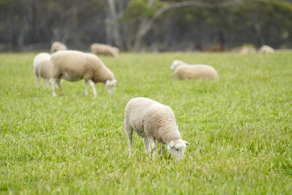 Pâturage d'agneau dans un champ herbeux — Photo