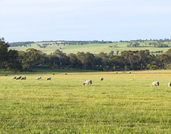 Flock of Sheep Grazing in the Countryside — Stock Photo, Image
