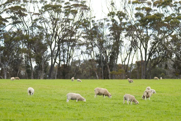 Corderos pastando en un campo cubierto de hierba — Foto de Stock