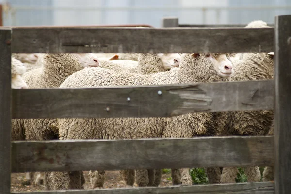 Schafe hinter einem Holzzaun — Stockfoto