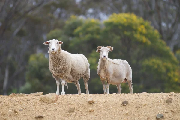 Sheep on a Rise Staring at the Camera — Stock Photo, Image