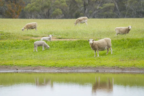 Sheep Grazing by a Dam — Stock Photo, Image