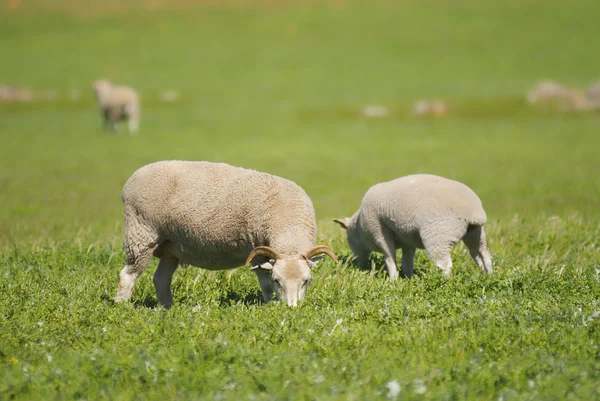 Sheep grazing in a grassy field — Stock Photo, Image