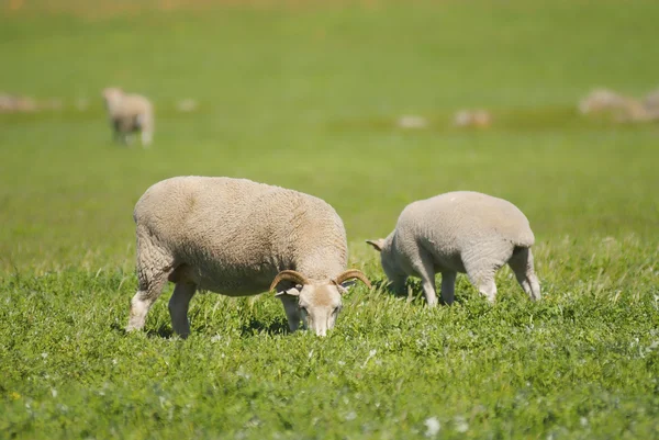 Sheep grazing in a grassy field