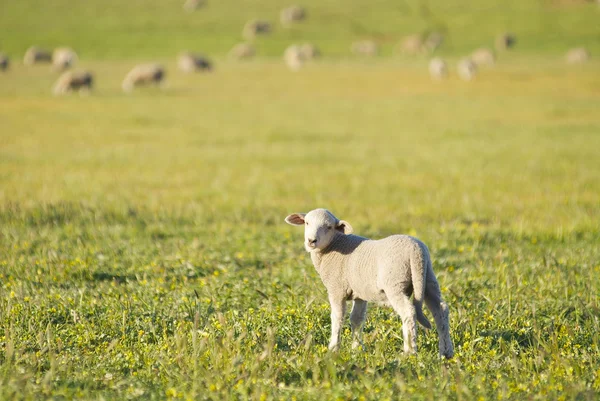 Lamm blickt auf einem Feld in die Kamera — Stockfoto
