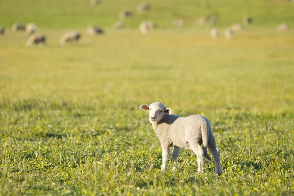 Lamb Looking at the Camera in a Field