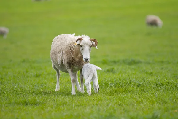Brebis et agneau dans un champ herbeux — Photo