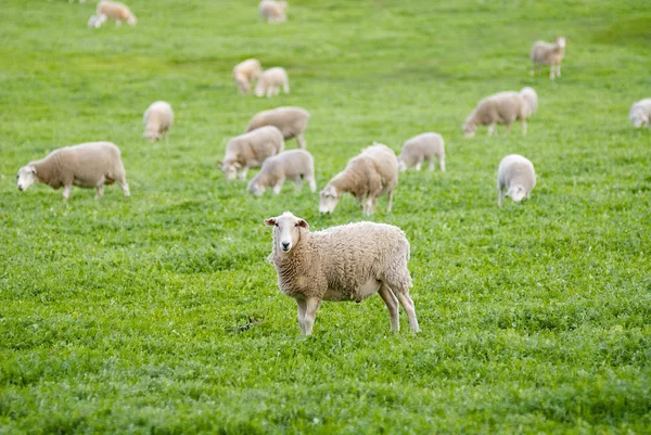 Овцы смотрят в камеру на травяном поле — стоковое фото