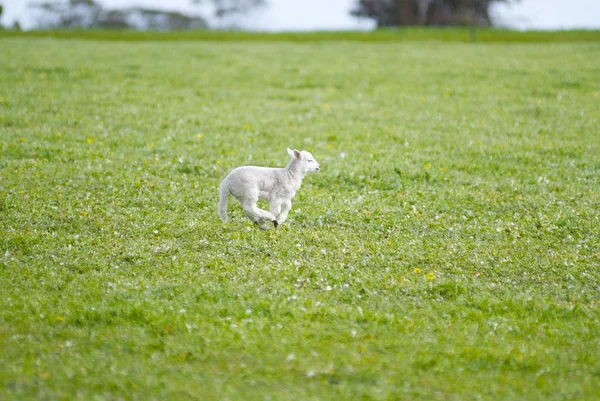 Agnello appena nato che corre attraverso un campo erboso — Foto Stock