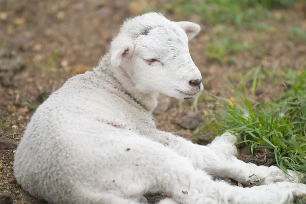 Jeune agneau se reposant dans un champ — Photo