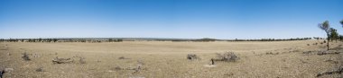 Panoramic View of an Australian Farm in Summer