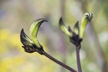 Black Kangaroo Paw - Macropidia Fuliginosa clipart