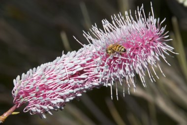 grevillea çiçek