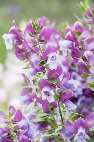 stock image Magnificent Prostanthera