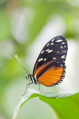 Postacı hecale kelebek yaprak üzerinde