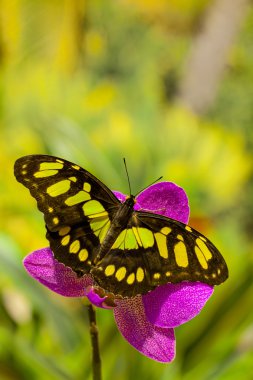 siproeta stelenes vlinder op de orchideebloem