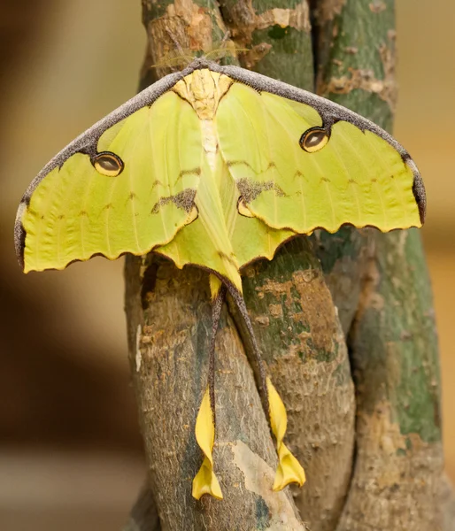 stock image Argema mimosae butterfly