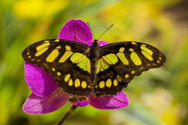 siproeta stelenes vlinder op de orchideebloem