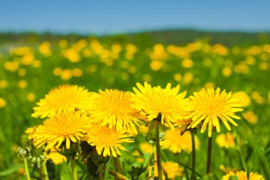 Yellow dandelions under blue sky clipart