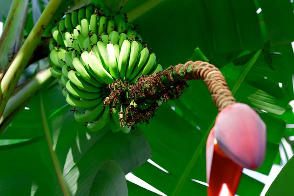 Caribbean bunch of green bananas — Stock Photo, Image