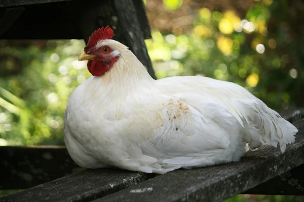 stock image Chickens