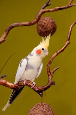 Portrait of a cockatiel clipart