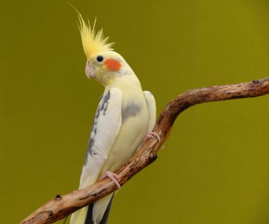 Cockatiel on a branch clipart
