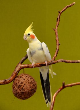 Avustralya cockatiel papağan dal