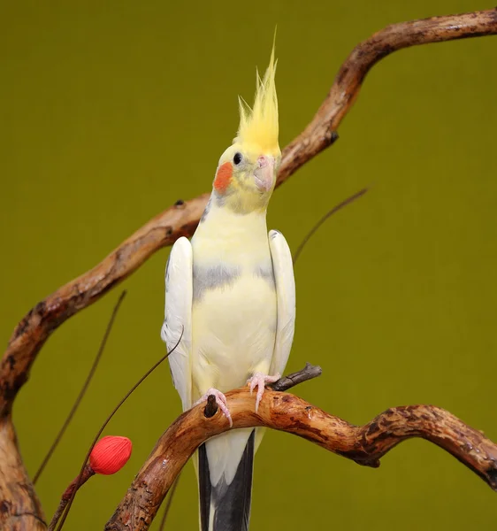 Parrot cockatiel — Stock Photo, Image