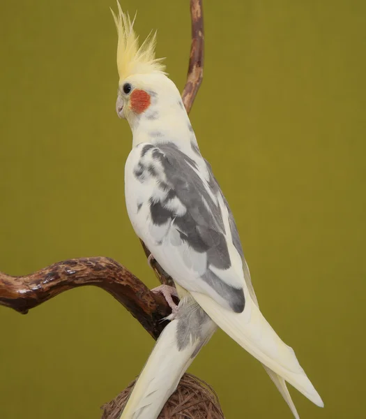 Cockatiel parrot — Stock Photo, Image